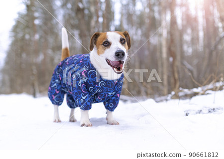 Dog Jack Russell Terrier in a blue overalls stands, looks and smiles with an open mouth at the camera in a snow park for a walk. Portrait of a funny dog dressed in a suit. Clothes for pets. Dog Jack Russell Terrier in a blue overalls stands, looks and smiles with an open mouth at the camera in a snow park for a walk. Portrait of a funny dog dressed in a suit. Clothes for pets. 90661812