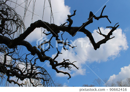 Sophora japonica 'pendula', early spring in gardens of Zagreb, Croatia 90662416