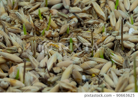 Fresh microgreens oat and wheat grass growing: close up view Fresh microgreens oat and wheat grass growing: close up view 90663625