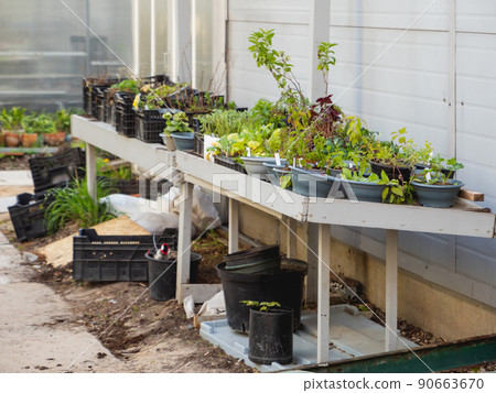 Wooden table with flower pots and boxes. Preparing seedlings for planting at spring season. Gardening outdoors. Workplace of farmer, florist or botanist. 90663670