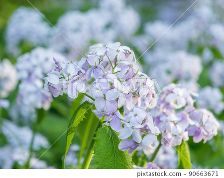 Lunaria rediviva, known as perennial honesty. Beautiful light purple flowers in bloom. 90663671