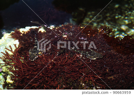Idaten Kajika Spring Spring Sea Idaten Kajika Spring Spring Sea 90663959