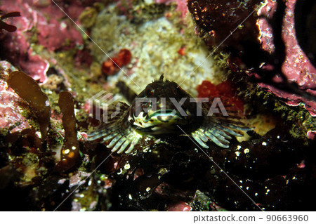 Underwater photograph of Idaten Kajika Underwater photograph of Idaten Kajika 90663960