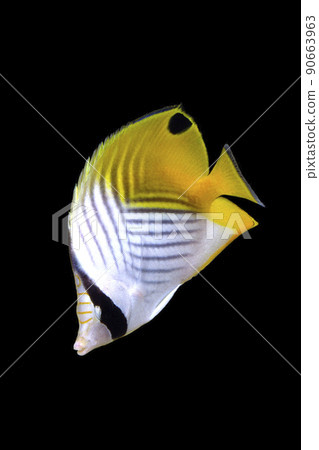 線鰭蝴蝶魚黑色背景 90663963