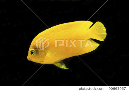 Herald Koganayakko black background Herald Koganayakko black background 90663967