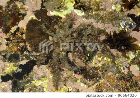 Isochi crab Isochi crab 90664020