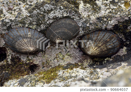 Lined up limpets 90664037