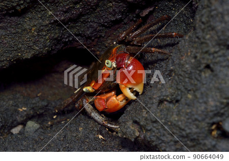 Chiromantes haematochea seaside crab Chiromantes haematochea seaside crab 90664049