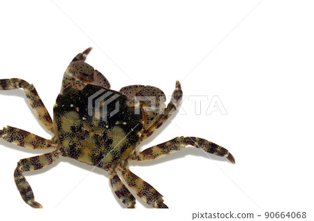 Hemigrapsus white background 90664068
