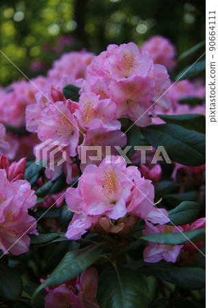 bush of pink rhododendrons in the park 90664111