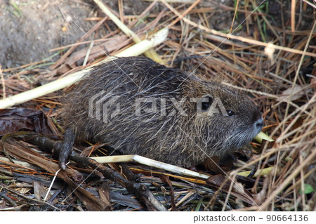海狸鼠(島根縣安木市) 海狸鼠(島根縣安木市) 90664136