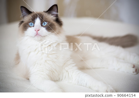 Young beautiful purebred Ragdoll cat at home 90664154