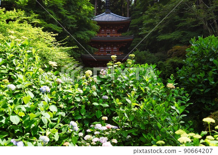 Gansenji Temple_three-storied pagoda and hydrangeas Gansenji Temple_three-storied pagoda and hydrangeas 90664207