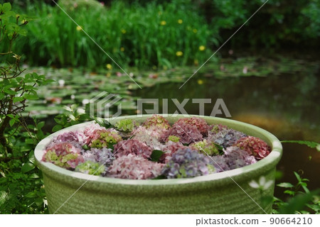 Gansenji Temple _ Hydrangea in a pot Gansenji Temple _ Hydrangea in a pot 90664210