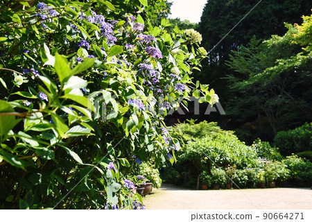 Gansenji Temple _ Hydrangea half bloom Gansenji Temple _ Hydrangea half bloom 90664271