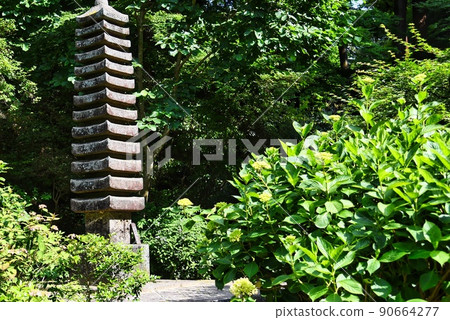 Gansenji Temple_Stone lanterns and hydrangeas Gansenji Temple_Stone lanterns and hydrangeas 90664277