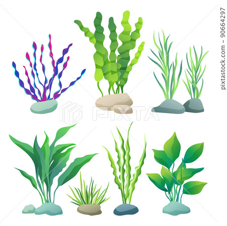 Sea or Aquarium Algae Types Color Illustration Set 90664297