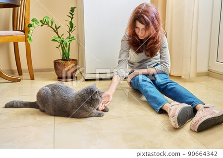 Preteen girl owner feeding gray british pet cat with meat from hand 90664342