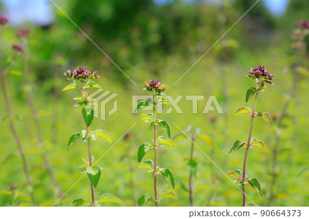 Oregano's flower 90664373