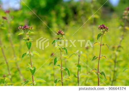 Oregano's flower 90664374