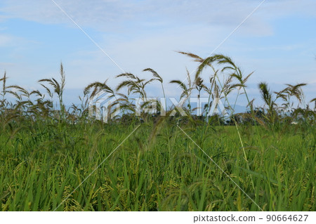 Kenubier Weeds Kenubier Weeds 90664627