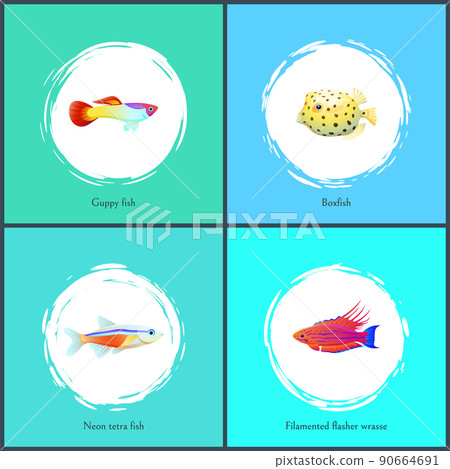 Boxfish and Filamented Flasher Vector Illustration Boxfish and Filamented Flasher Vector Illustration 90664691