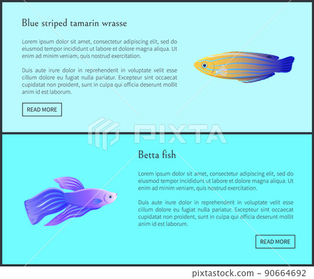 Betta Fish Blue Tamarin Set Vector Illustration 90664692