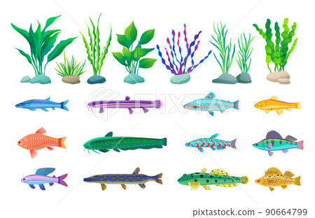 Various Algae and Marine Creatures Illustration 90664799