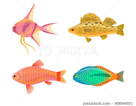 Jewel Cichlid and Fish Set Vector Illustration Jewel Cichlid and Fish Set Vector Illustration 90664801