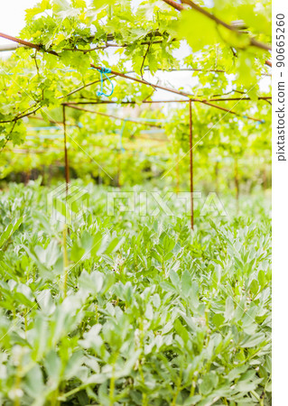 broad bean gardening in urban garden sustainability horticulture organic ecology broad bean gardening in urban garden sustainability horticulture organic ecology 90665260