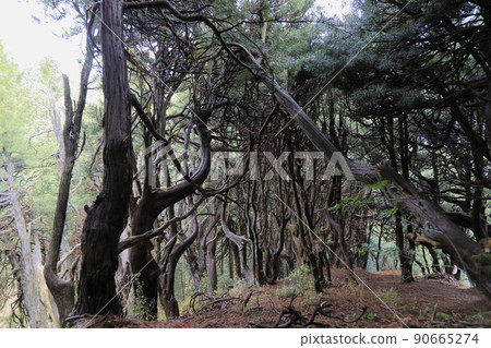 Maki Takano of Mt. Yoshino Maki Takano of Mt. Yoshino 90665274