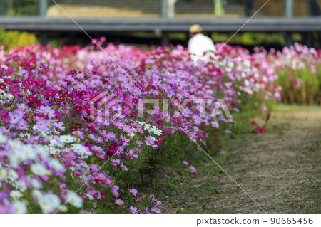 高原上盛開的波斯菊田 高原上盛開的波斯菊田 90665456