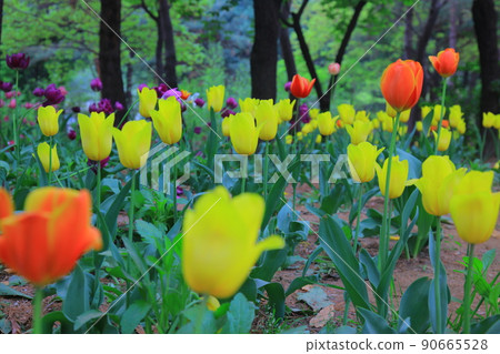 Seoul Forest Spring Flower Seoul Forest Spring Flower 90665528