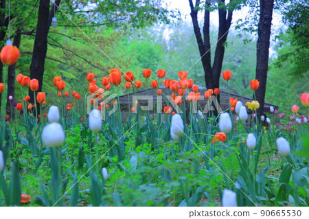 首爾森林春花 90665530