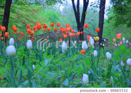 Seoul Forest Spring Flower Seoul Forest Spring Flower 90665532