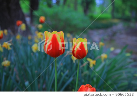 Seoul Forest Spring Flower 90665538
