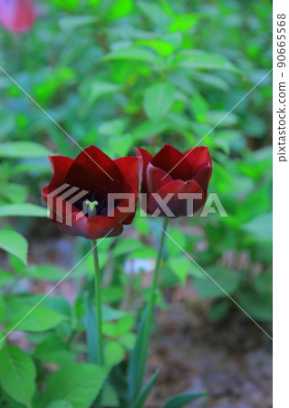 首爾森林春花 90665568