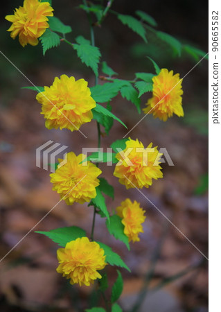 首爾森林春花 90665582