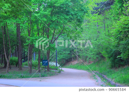 首爾森林春花 90665584