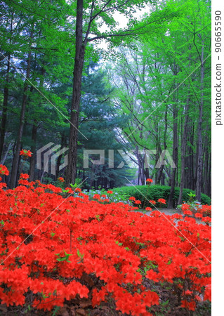 首爾森林春花 首爾森林春花 90665590