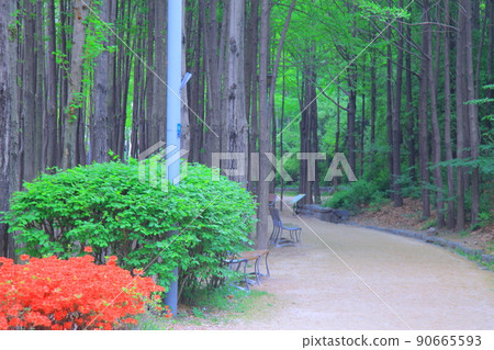 首爾森林春花 首爾森林春花 90665593