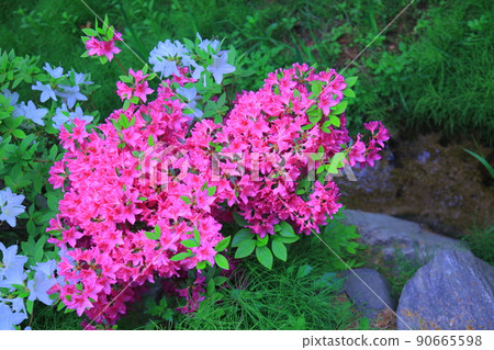 首爾森林春花 90665598