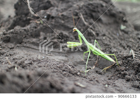 A cool mantis looking ahead 90666133