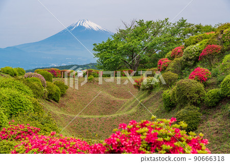 （靜岡縣）杜鵑花盛開的山中城跡公園，背後的富士山 90666318
