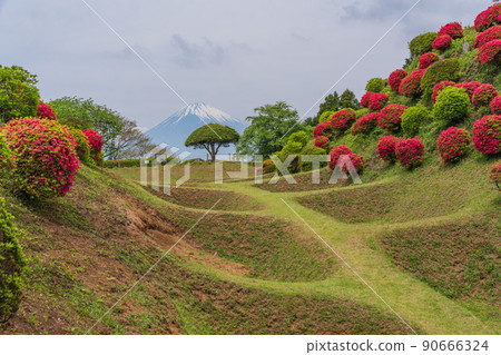 (靜岡縣)杜鵑花盛開的山中城跡公園,背後的富士山 (靜岡縣)杜鵑花盛開的山中城跡公園,背後的富士山 90666324