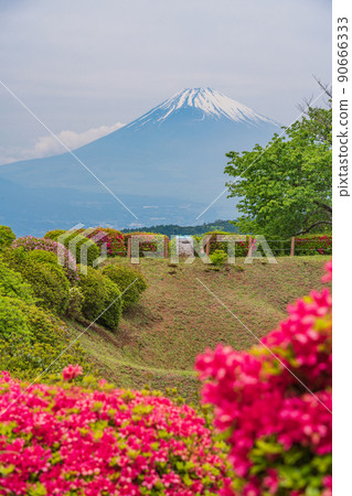 (Shizuoka Prefecture) Yamanaka Castle Ruins Park where azaleas bloom, Mt. Fuji behind 90666333