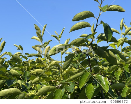 Persimmon tree in summer 90666572