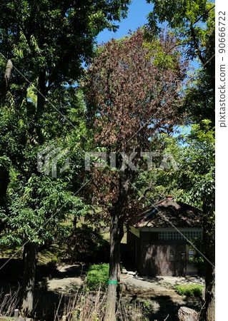 東京多地公園發生櫟樹枯萎病 東京多地公園發生櫟樹枯萎病 90666722