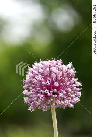 Large round garlic pink flowers 90667261