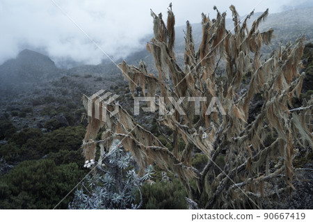 乞力馬扎羅山登山(馬切姆路線)馬切姆露營地 乞力馬扎羅山登山(馬切姆路線)馬切姆露營地 90667419